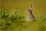 Rabbit 5913