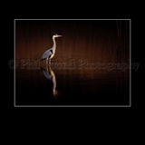 Heron at sunset
