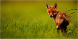 Fox Cub 4542, Looking back.