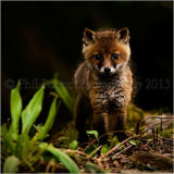 Fox Cub 2325