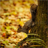 Young Grey Squirrel 7011