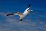 Gannet