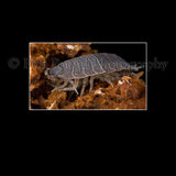 Woodlouse