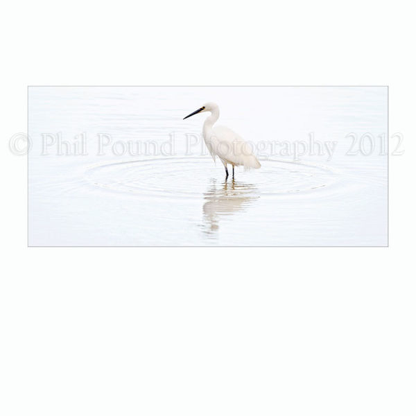 Little Egret