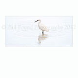 Little Egret