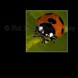 Ladybird
