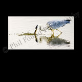 Heron