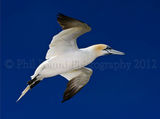 Gannet in Flight