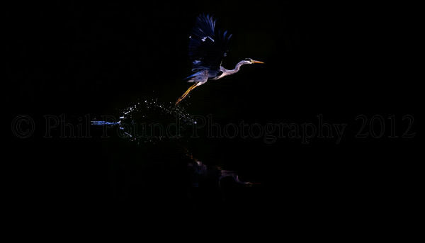 Heron takes flight at Twilight