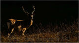 Sidelit Sika Stag 7774
