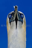 Gannet Head Shot