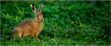 Potato Field Hare 7924