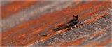 Swallow