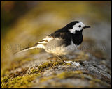 Wagtail 2745