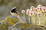 Wagtail 6096