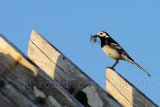 Wagtail 8611