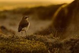 Wheatear 1624
