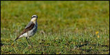 Wheatear 5322