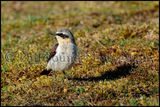 Wheatear 5345