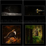 Winner Wildlife Portfolio category IPPA 2012.