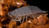 Woodlouse 0725
