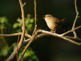 Wren 1562