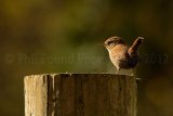 Wren 5156