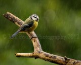 bluetit 3864