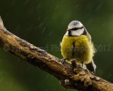 bluetit 3995