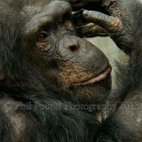 chimp 0708