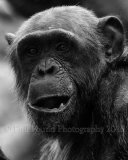 chimp 0746