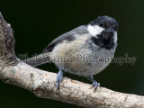 Coal Tit