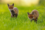 Fox Cub 0074
