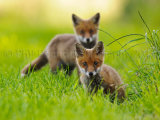 Fox Cubs 0082