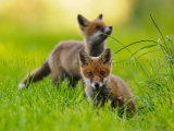 Fox Cubs 0084