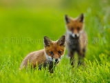Fox Cubs 0121