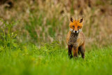 Fox Cub 3236