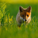 Fox Cub 3405