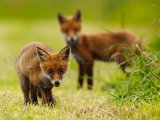 Fox Cubs 9863
