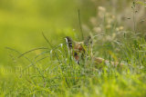 Fox Cub 9996