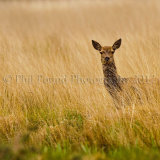 Deer 1718