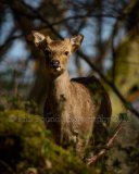 Young Stag 6598