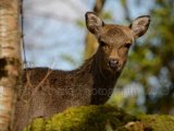 Deer 6689