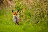 Fox 3498