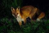 Fox 4522