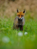 Fox Cub 4922