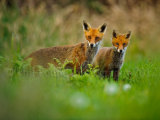 Foxes 4934
