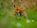 Foxes 4955