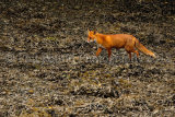 Fox 6817