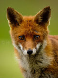 Vixen 9875